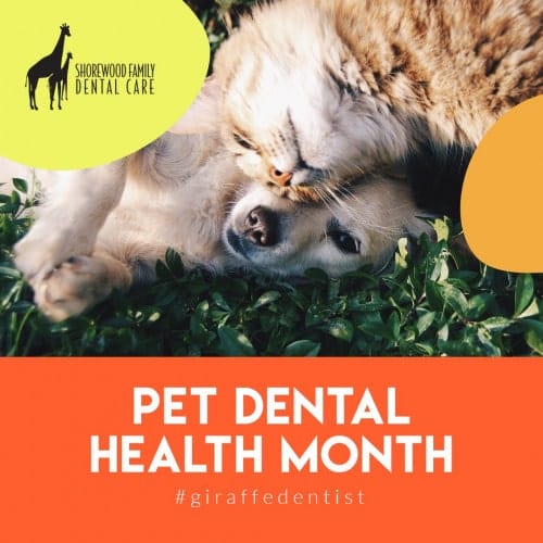 pets oral health